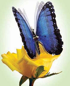 Animated Blue Morpho Butterfly - With Moving Wings
